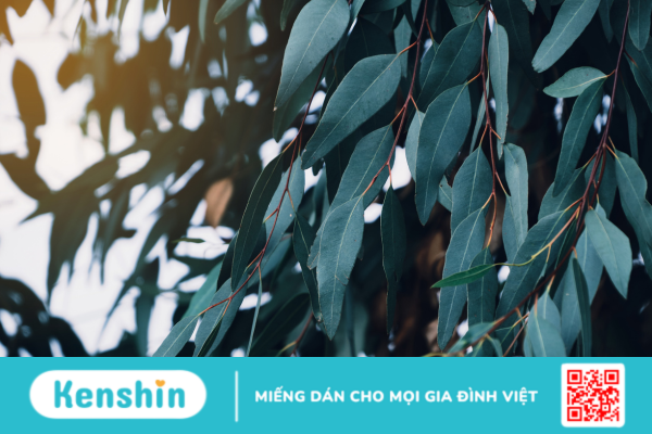 Eucalyptus tiếng Việt nghĩa là gì? Công dụng và liều dùng