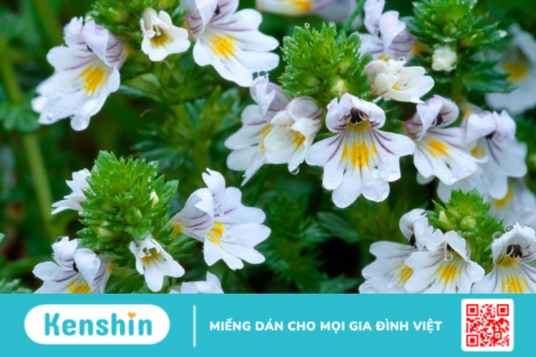 Eyebright là thảo dược gì? Công dụng và liều dùng?