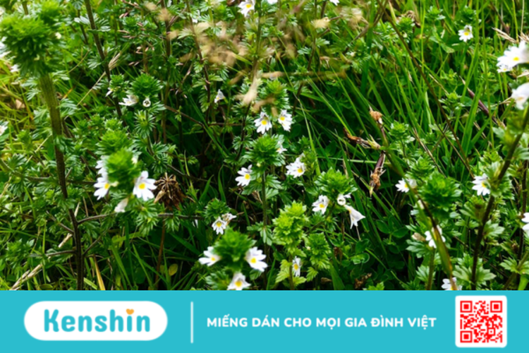 Eyebright là thảo dược gì? Công dụng và liều dùng?