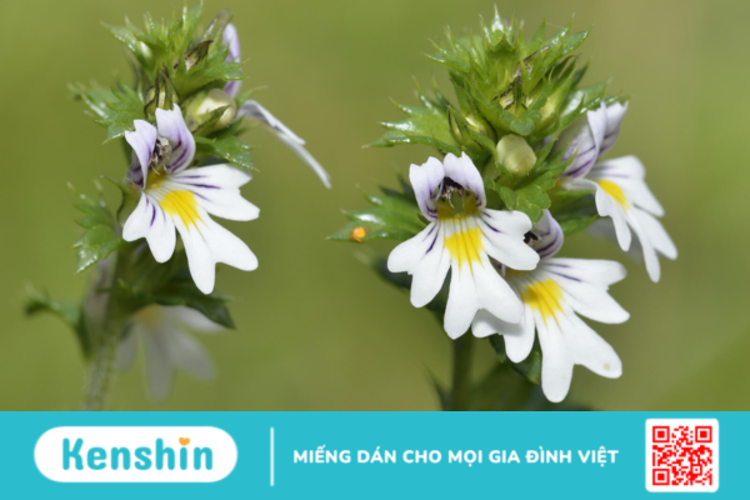 Eyebright là thảo dược gì? Công dụng và liều dùng?