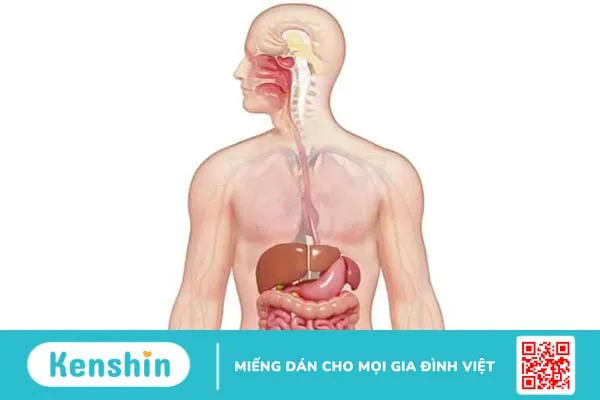 Gan có chức năng gì? 11 chức năng của gan bạn nên biết