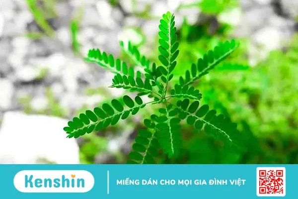 Gan nhiễm mỡ nên uống nước lá gì? 8 loại trà giúp hỗ trợ điều trị hiệu quả