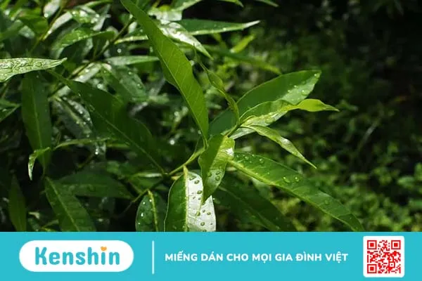 Gan nhiễm mỡ nên uống nước lá gì? 8 loại trà giúp hỗ trợ điều trị hiệu quả