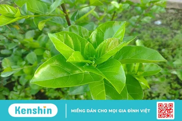 Gan nhiễm mỡ nên uống nước lá gì? 8 loại trà giúp hỗ trợ điều trị hiệu quả