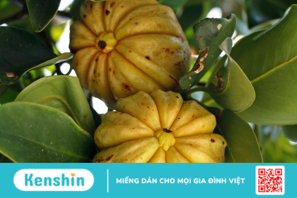 Garcinia là thảo dược gì? Có tác dụng ra sao đối với sức khỏe?