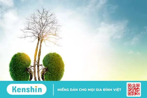 Ghép thận sống được bao lâu? Chi phí ghép thận có mắc không?