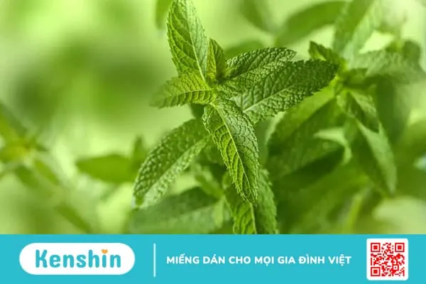 Giải đáp thắc mắc: Bà bầu ăn rau ngò tây có an toàn không?