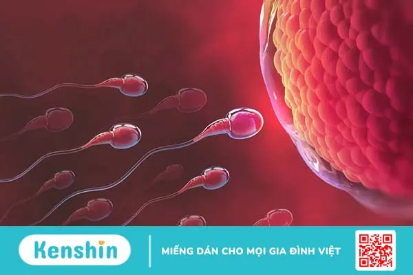 Giải mã: Bụng tròn sinh con gái, bụng nhọn sinh con trai liệu có đúng?