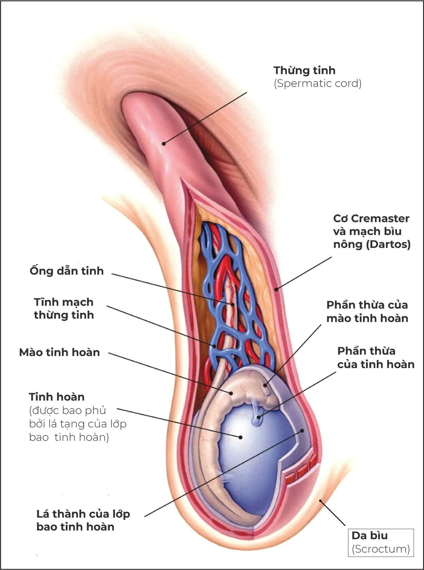 Giải phẫu cơ quan sinh dục nam: Chi tiết cấu tạo bộ phận sinh dục nam