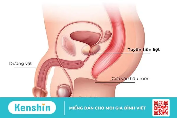 Giải phẫu cơ quan sinh dục nam: Chi tiết cấu tạo bộ phận sinh dục nam