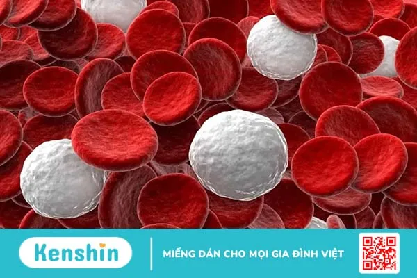 Giảm bạch cầu là bệnh gì, có nguy hiểm không, ăn gì và điều trị ra sao?