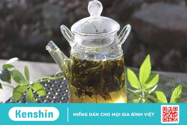 Giảo cổ lam: Thảo dược trị ung thư và nhiều bệnh khác