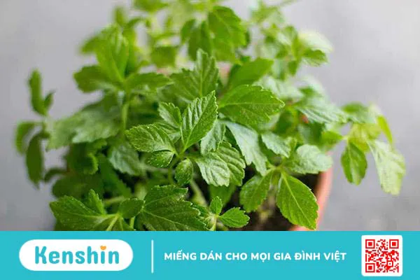 Giảo cổ lam: Thảo dược trị ung thư và nhiều bệnh khác