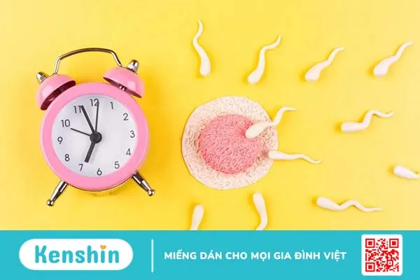 Giúp bạn trả lời câu hỏi trứng rụng rồi thử que có lên vạch không