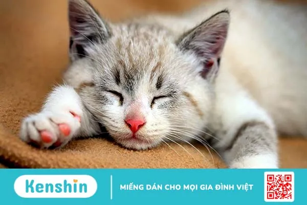 “Gỡ rối” 13 quan niệm sai lầm khi mang thai phổ biến nhất