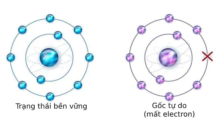 Gốc tự do và những ảnh hưởng đến cơ thể