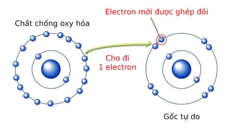 Gốc tự do và những ảnh hưởng đến cơ thể