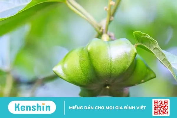 Hạt sacha inchi: Đẹp da, giảm cân cùng nhiều lợi ích khác