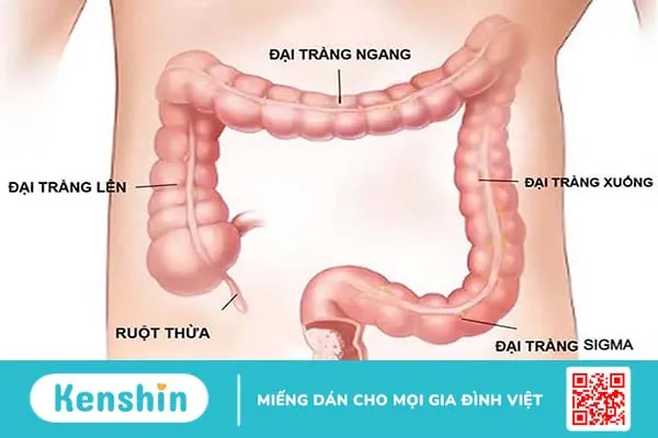 Hậu môn nhân tạo: Những điều quan trọng bạn cần biết