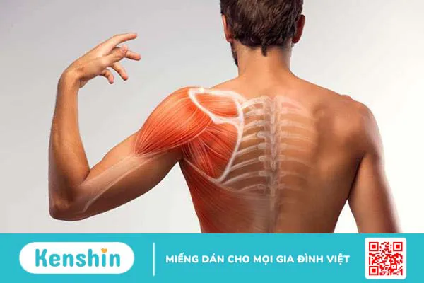 Hệ cơ hoạt động như thế nào, bạn đã biết?