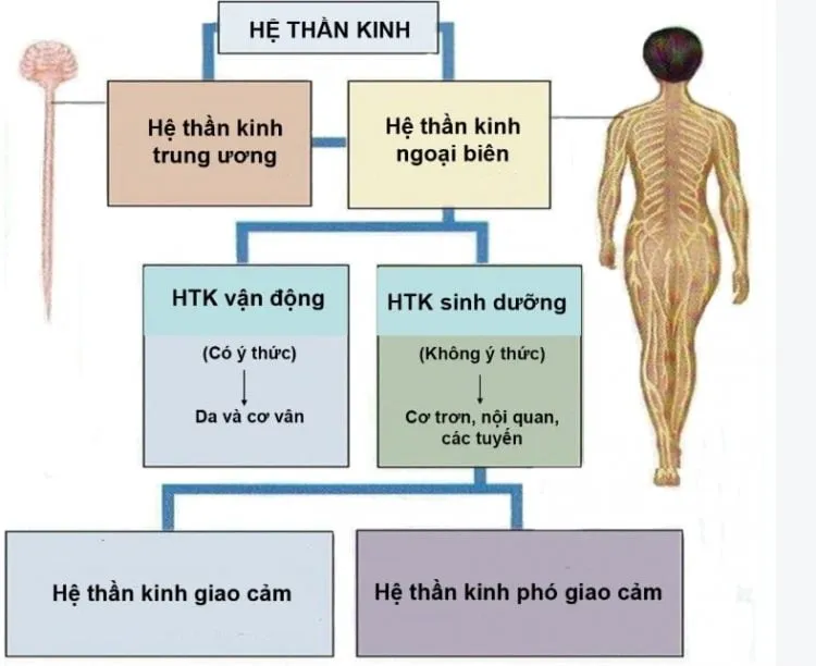 Hệ thống dây thần kinh: Mạng lưới bí ẩn trong cơ thể bạn