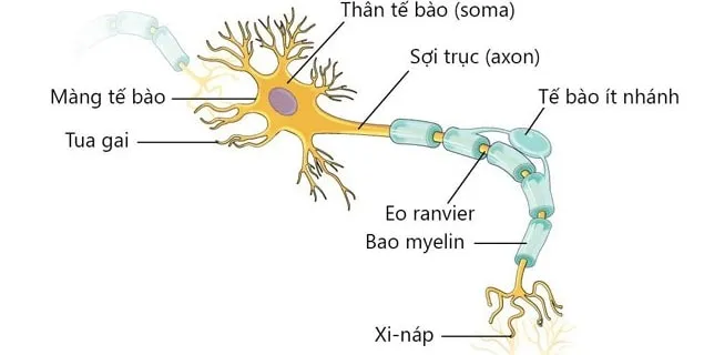 Hệ thống dây thần kinh: Mạng lưới bí ẩn trong cơ thể bạn