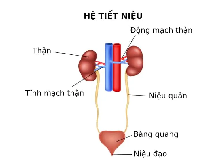 Hệ tiết niệu – Hệ bài tiết nước tiểu gồm các cơ quan nào?