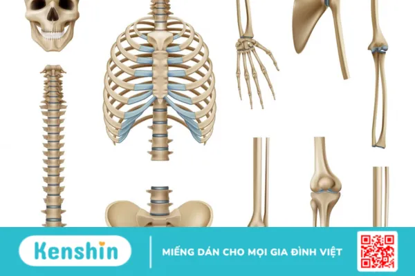 Hệ xương và những điều thú vị có thể bạn chưa biết