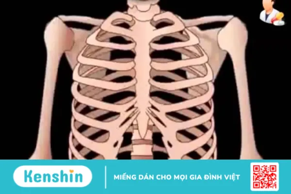 Hệ xương và những điều thú vị có thể bạn chưa biết