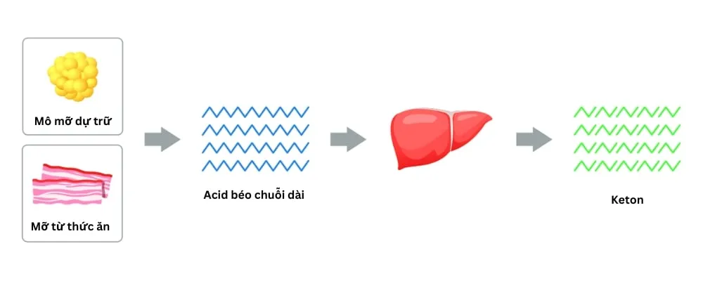 Hiểu biết về ketone để ngừa bệnh tiểu đường