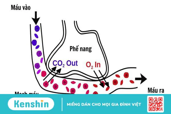 Hiểu về cách phân độ suy hô hấp trong chẩn đoán và điều trị