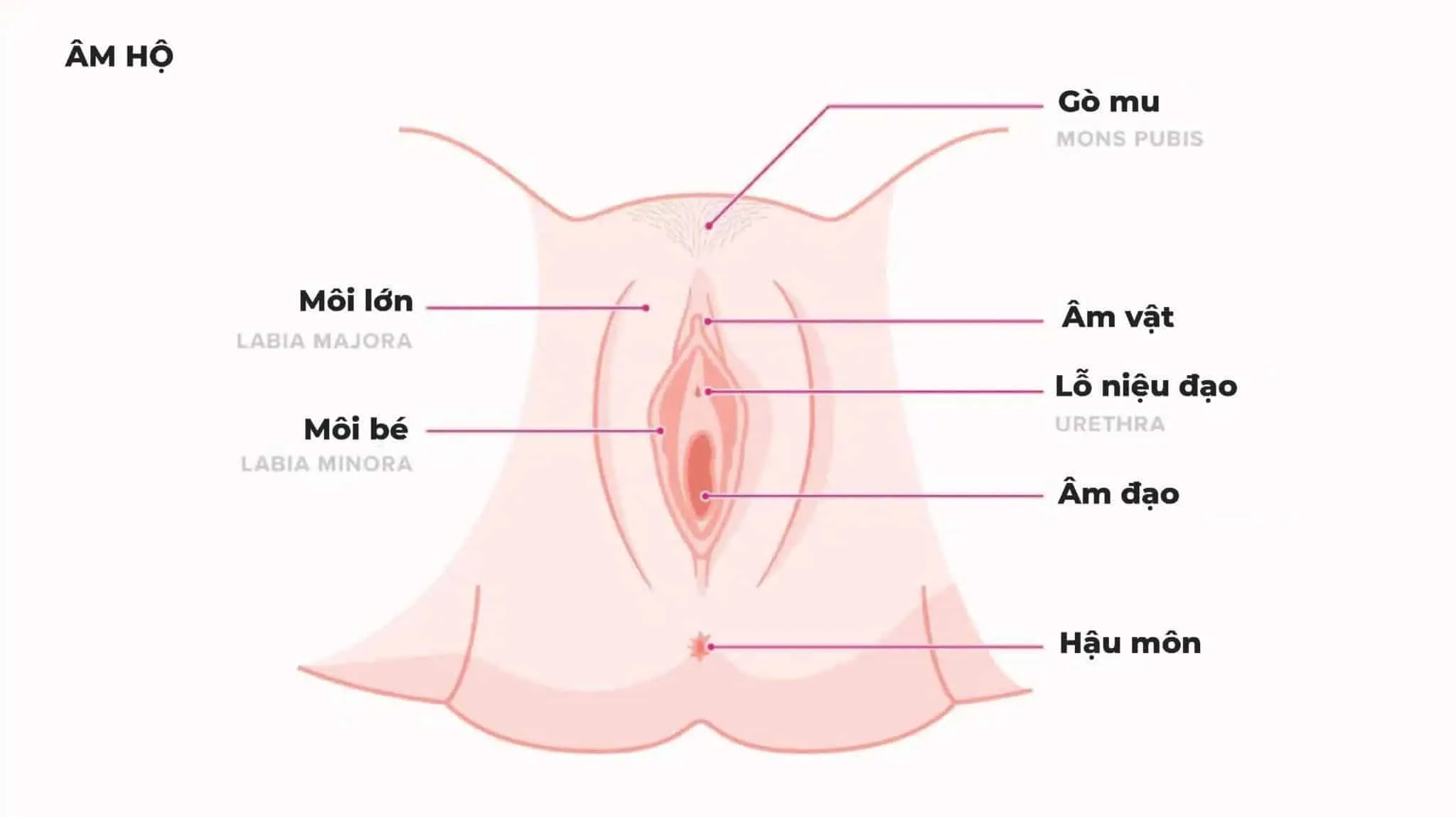 Hình ảnh giải phẫu cấu tạo bộ phận sinh dục nữ 3D