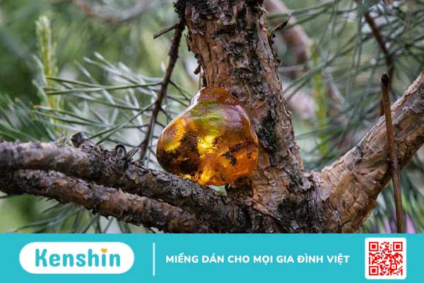 Hổ phách có tác dụng gì với sức khỏe?