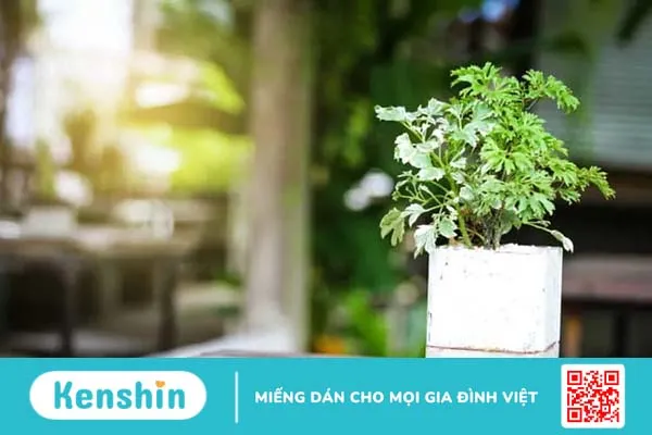 Hỗ trợ điều trị bệnh tiểu đường hiệu quả bằng phương pháp Đông Y