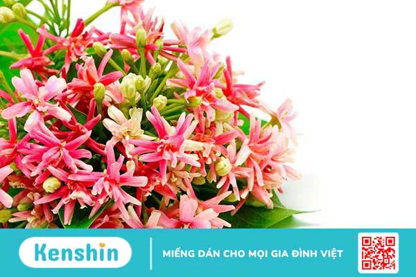 Hoa sử quân tử – vị thuốc với nhiều công dụng chữa bệnh