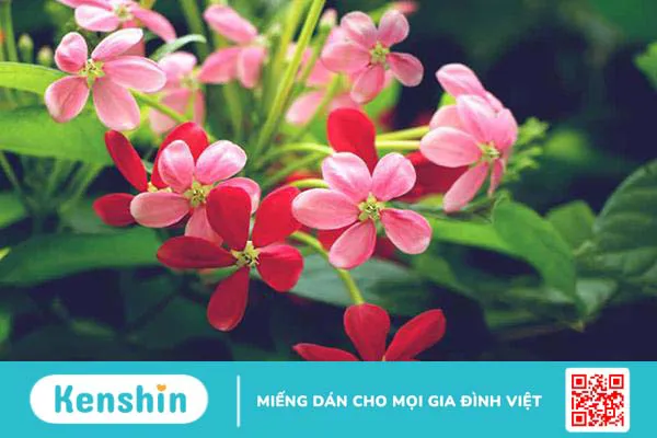 Hoa sử quân tử – vị thuốc với nhiều công dụng chữa bệnh