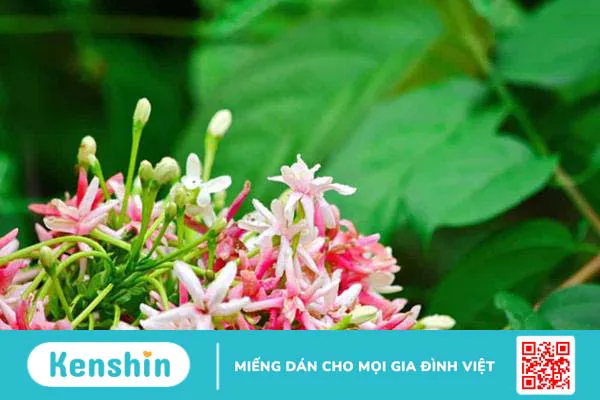 Hoa sử quân tử – vị thuốc với nhiều công dụng chữa bệnh