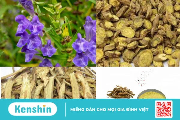 Hoàng cầm: tác dụng gì trong chữa bệnh