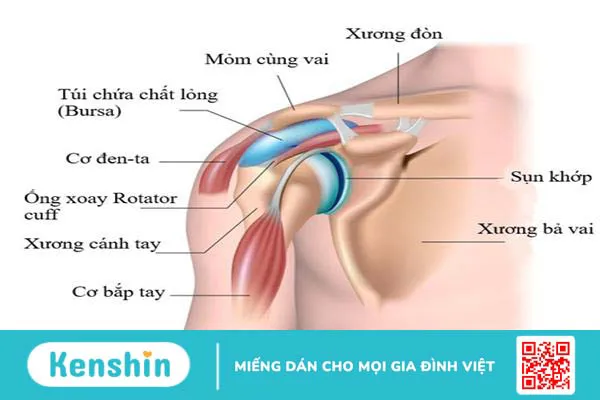 Hội chứng Rotator Cuff - Dấu hiệu nhận biết và biện pháp điều trị