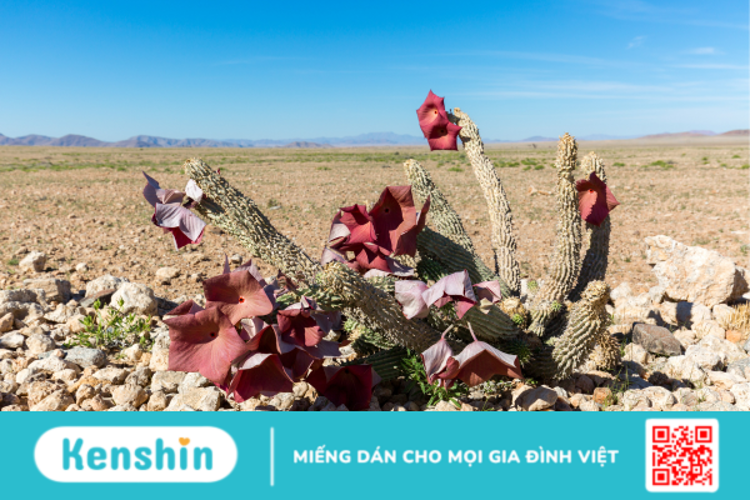 Hoodia là gì? Những lưu ý quan trọng khi sử dụng Hoodia