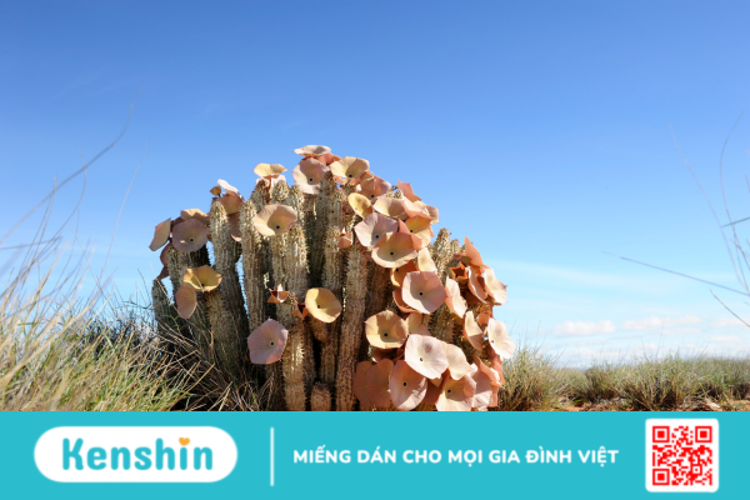 Hoodia là gì? Những lưu ý quan trọng khi sử dụng Hoodia