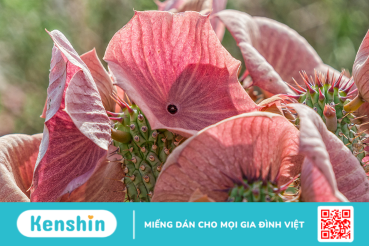 Hoodia là gì? Những lưu ý quan trọng khi sử dụng Hoodia