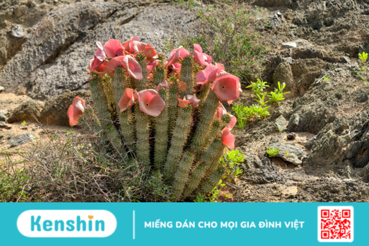 Hoodia là gì? Những lưu ý quan trọng khi sử dụng Hoodia