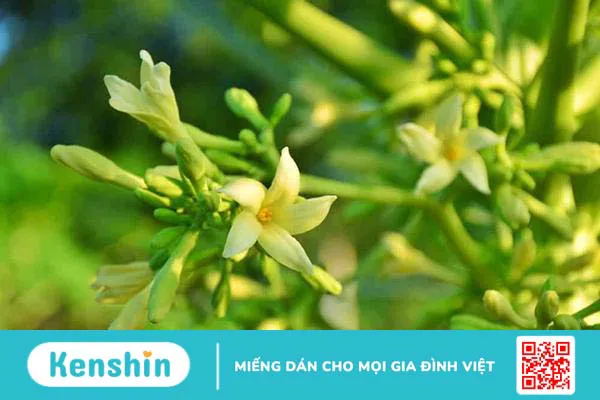 Hướng dẫn 5 cách dùng hoa đu đủ đực chữa ho hiệu quả cực kỳ đơn giản Hướng dẫn 5 cách dùng hoa đu đủ đực chữa ho hiệu quả cực kỳ đơn giản