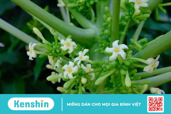 Hướng dẫn 5 cách dùng hoa đu đủ đực chữa ho hiệu quả cực kỳ đơn giản