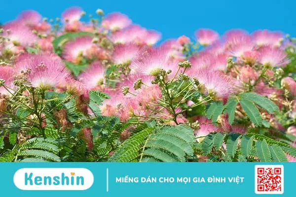 Khắc phục chứng mất ngủ suốt nhiều năm do rối loạn lo âu thế nào? Khắc phục chứng mất ngủ suốt nhiều năm do rối loạn lo âu thế nào?