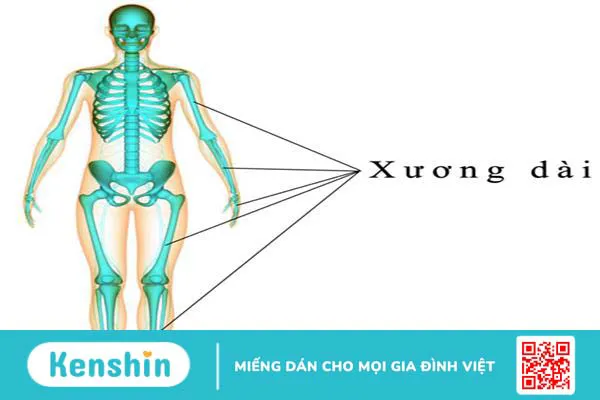 Khám phá bí mật về khung xương cơ thể