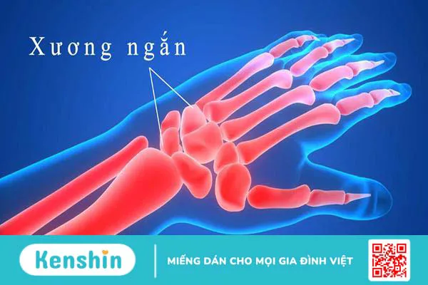 Khám phá bí mật về khung xương cơ thể