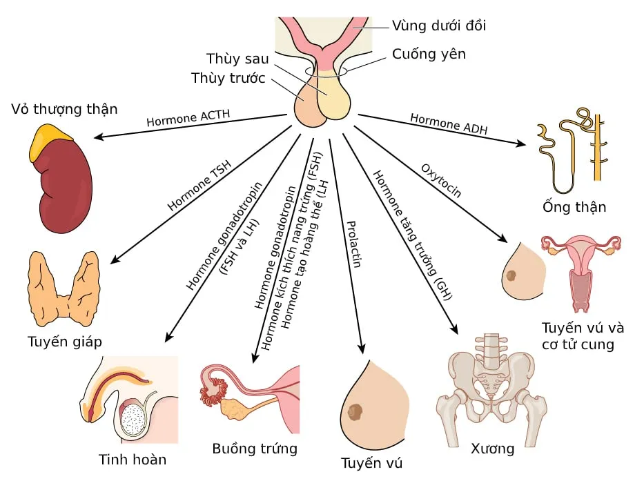 Khám phá hormone FSH là gì và vai trò của nó với cơ thể