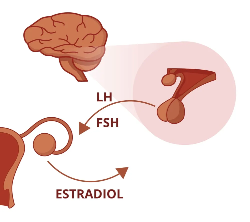 Khám phá hormone FSH là gì và vai trò của nó với cơ thể